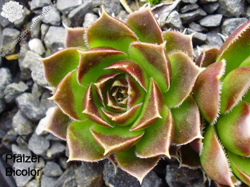 Pfälzer Bicolor/ Jovi