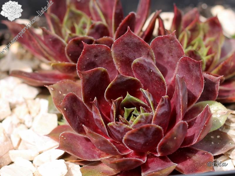 Purple Star