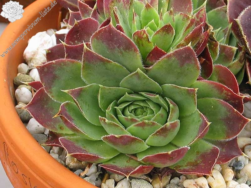 Rosy Tip / Jovi