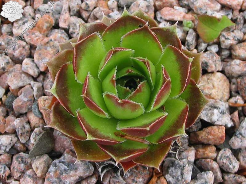 Pfälzer Bicolor/ Jovi