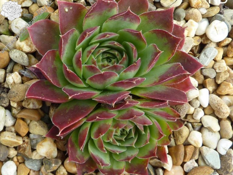 Rosy Tip / Jovi