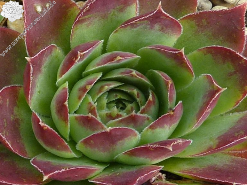 Rosy Tip / Jovi