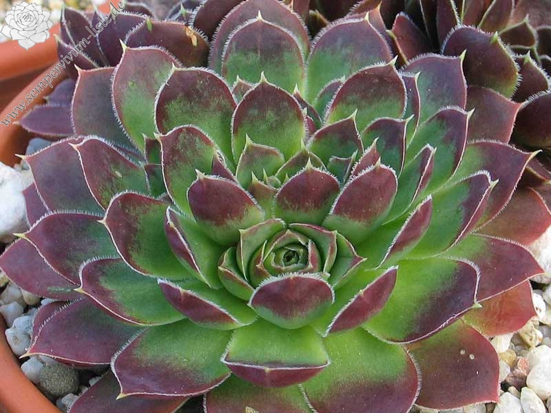 Rosy Tip / Jovi