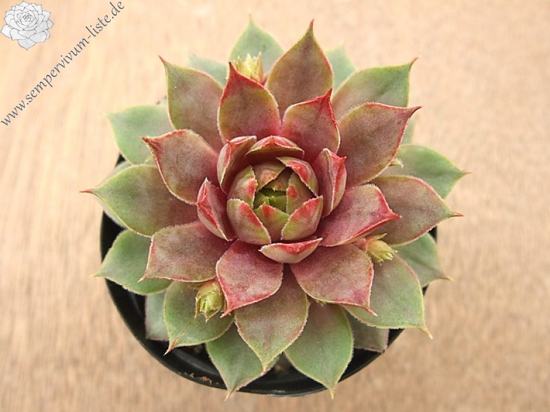 Zenobia
