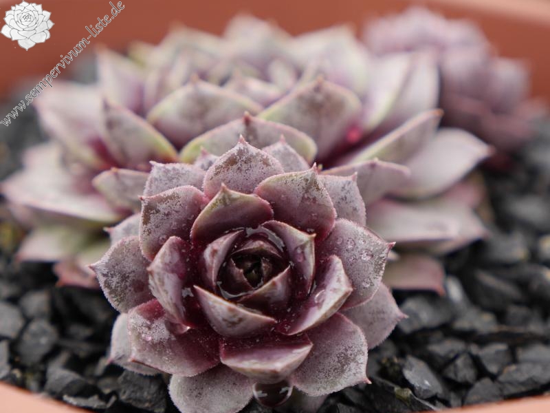 Rosenherz