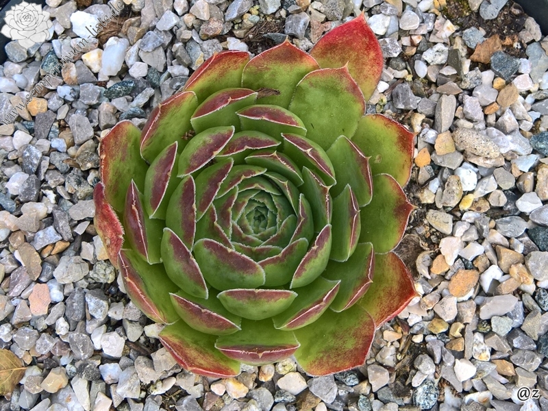 Rosy Tip / Jovi