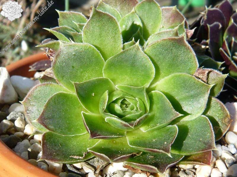 Rosy Tip / Jovi
