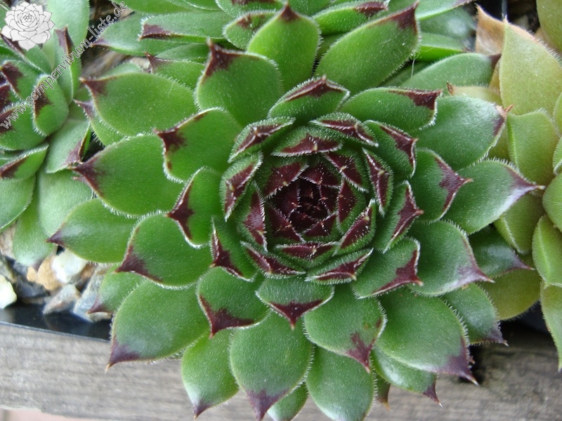 Reinhard