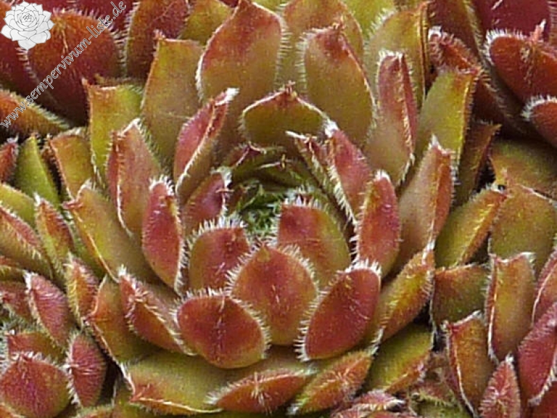 Ringella