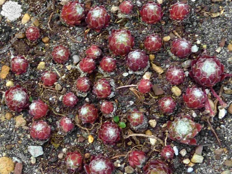 Rinkelbel