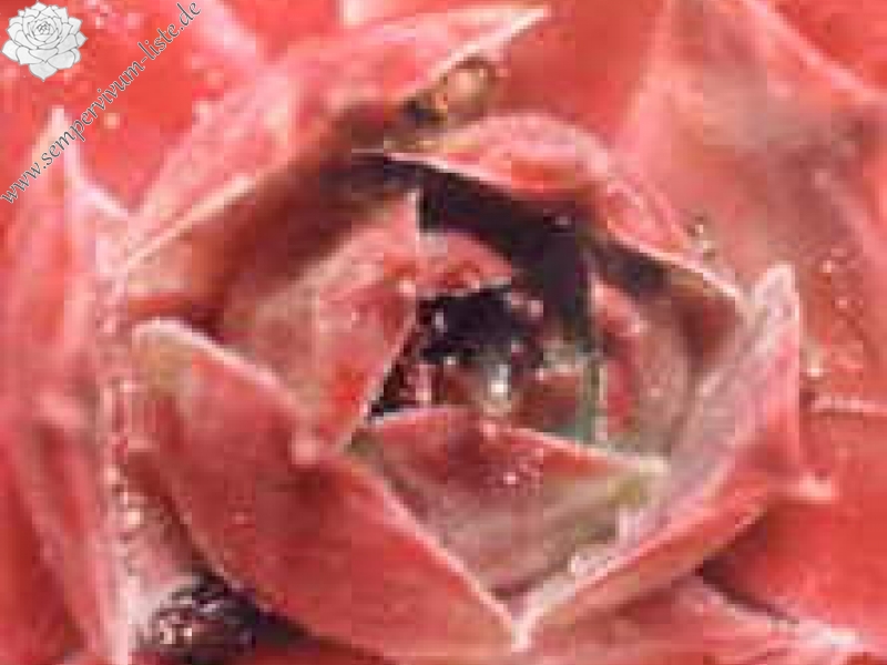 Rohei