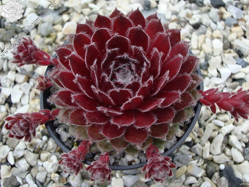 Rose Urchin