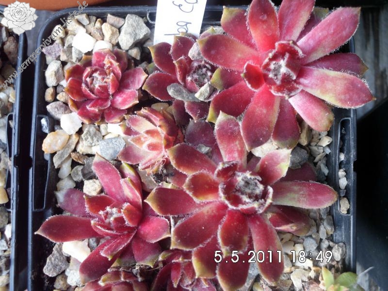 Roter Edelstein