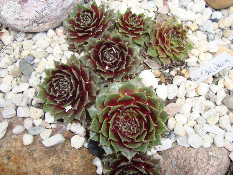 Roter Edelstein