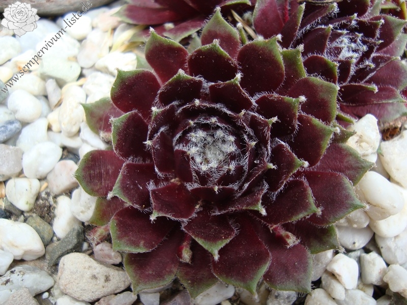 Roter Edelstein