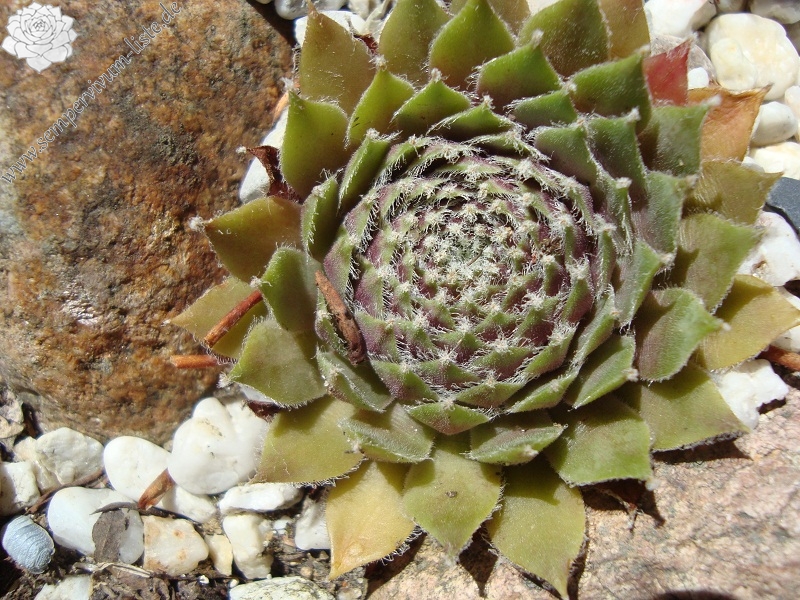 Roter Edelstein