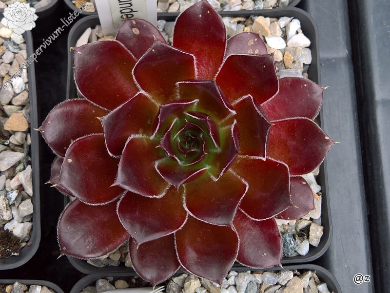 Rotes Wunder / Jovi