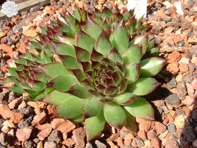 Rotigel
