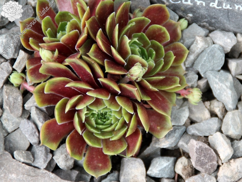 Rubicundum
