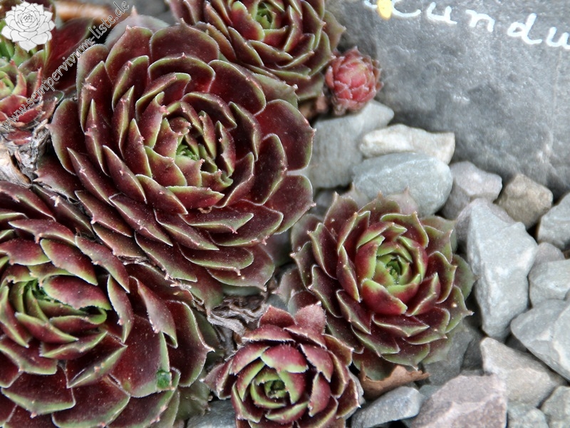 Rubicundum