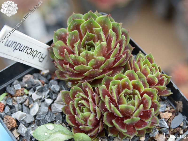 Rubicundum
