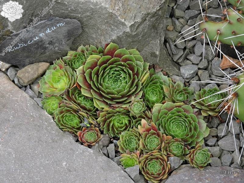 Rubicundum