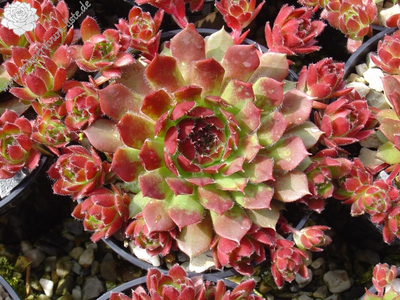 Rosy Dawn