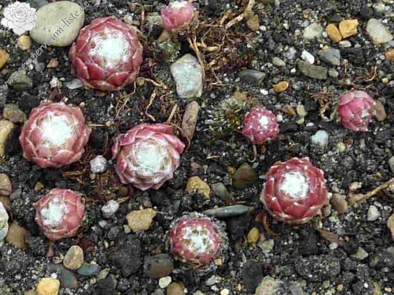 Zilver Rose Jarida