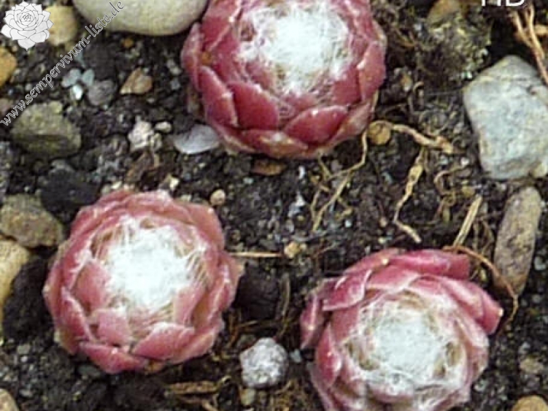 Zilver Rose Jarida