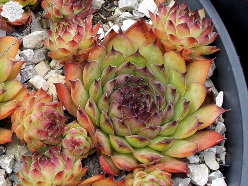 Red Tess