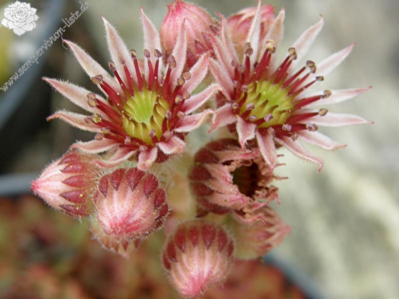 Red Tess