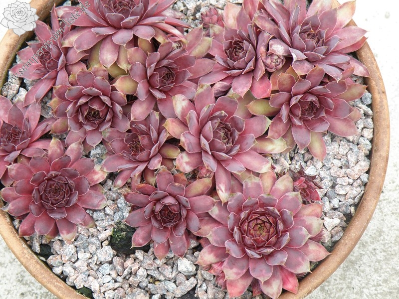Purple Queen