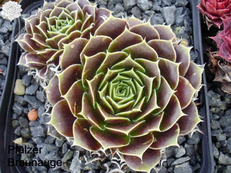 Pfälzer Braunauge / Jovi