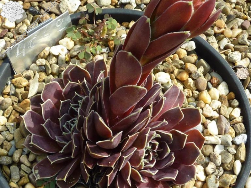 Pfälzer Braunauge / Jovi