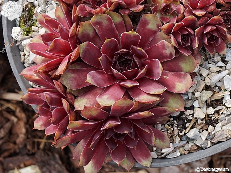 Purple Queen
