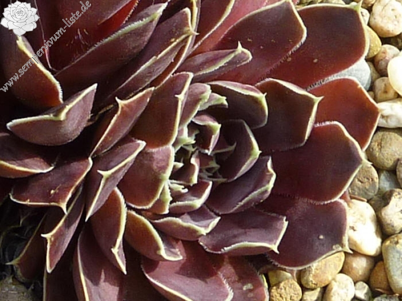 Pfälzer Braunauge / Jovi