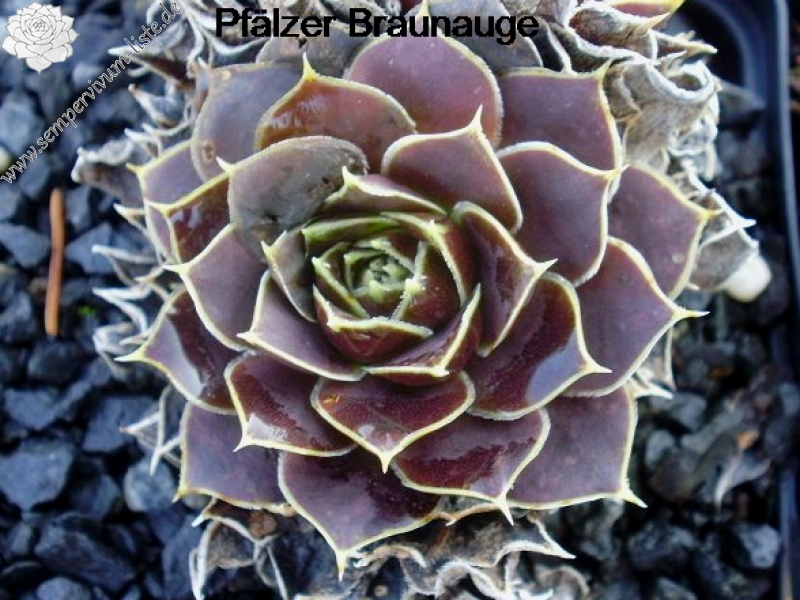 Pfälzer Braunauge / Jovi