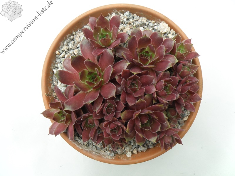 Purple Queen