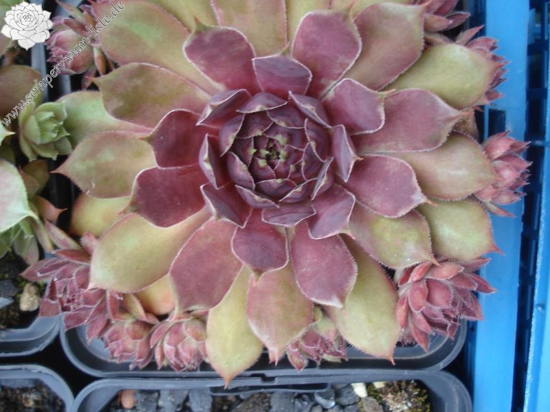 Purple Queen