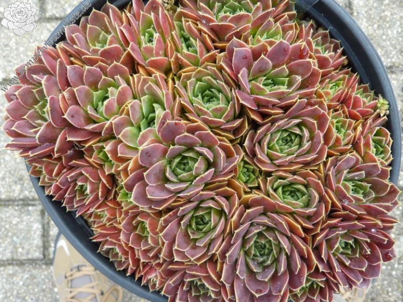 Reginae Amaliae / Jovi