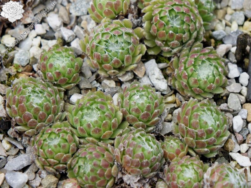 Riese von Papendrecht