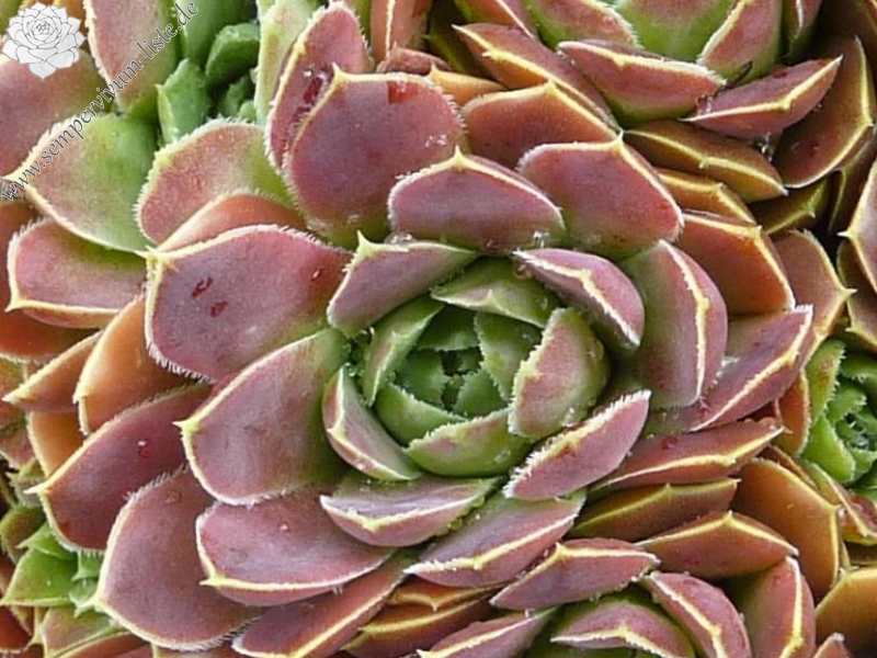 Reginae Amaliae / Jovi