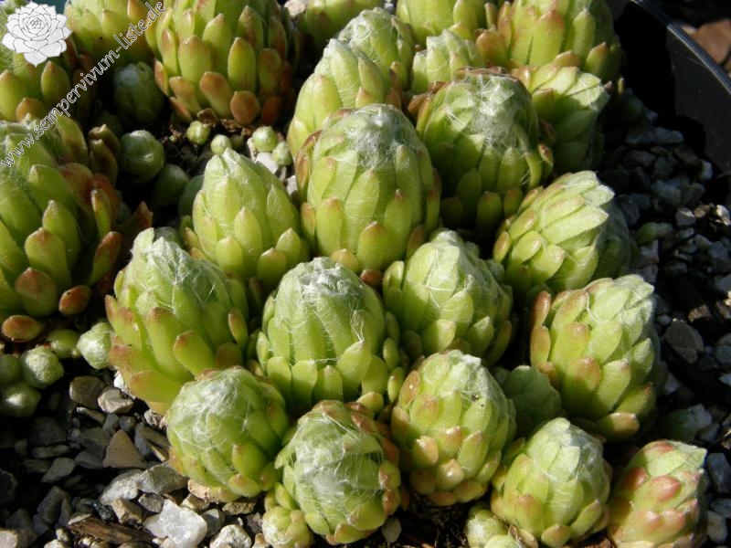 Riese von Papendrecht