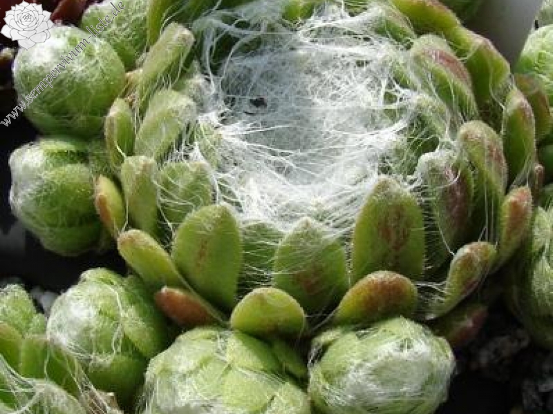 Riese von Papendrecht