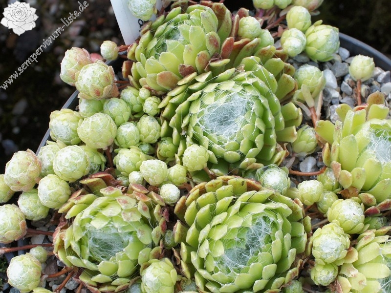 Riese von Papendrecht