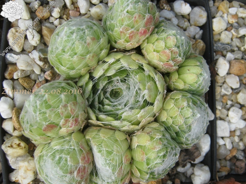 Riese von Papendrecht