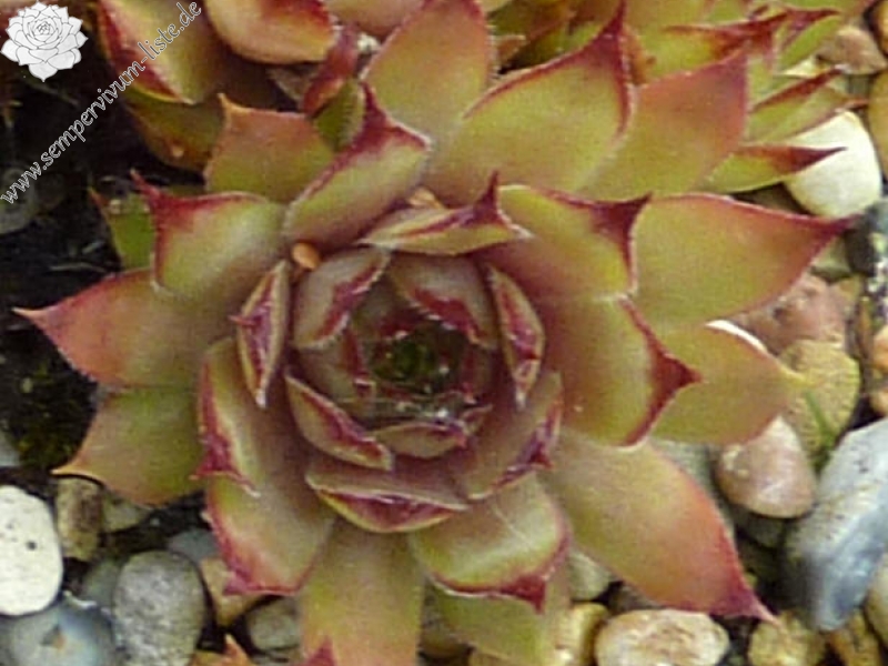 Ugolina
