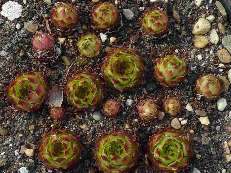Uralmater