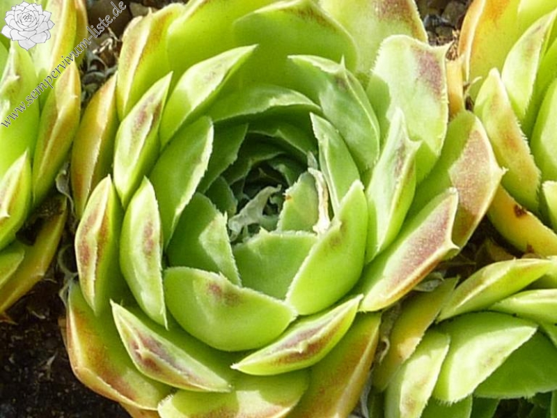 Urana et Vogel / Jovi