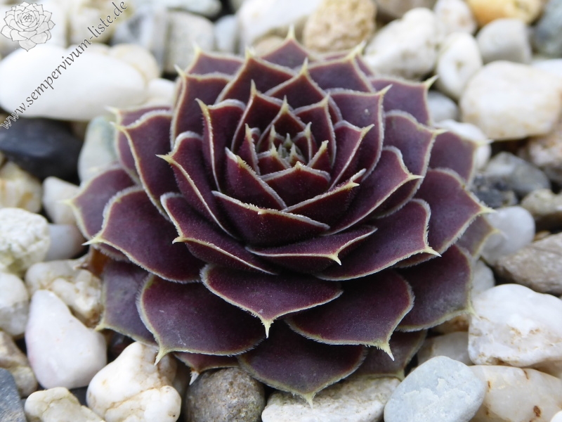 Pfälzer Burg / Jovi